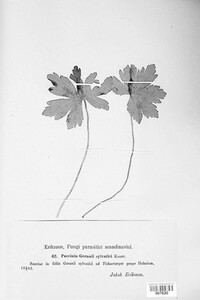 Puccinia geranii-silvatici image